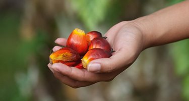 hand holding oil palm fruit