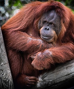 sumatran orangutan, endangered due to palm oil plantation