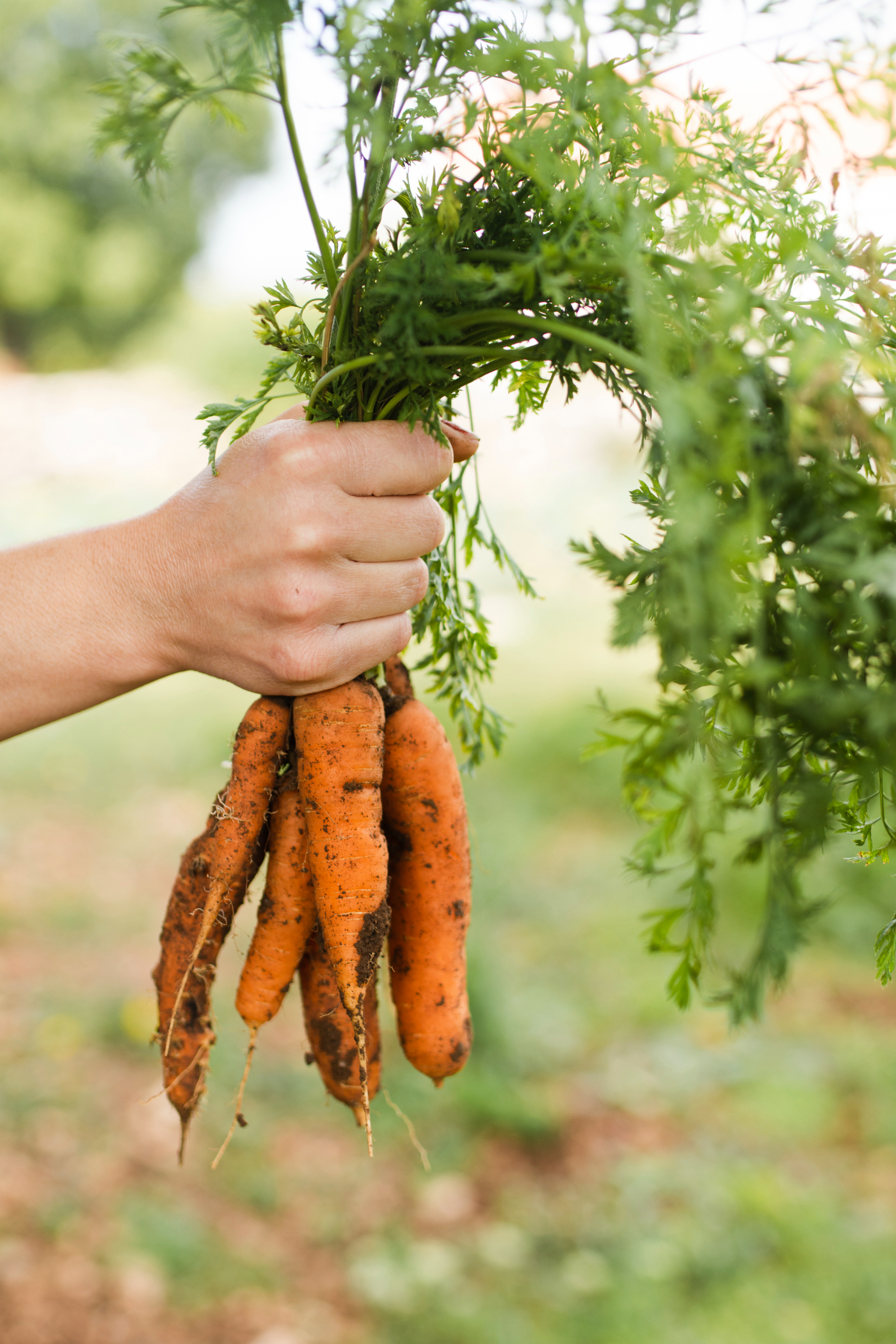 Fresh Carrot Delivery Aberdeen