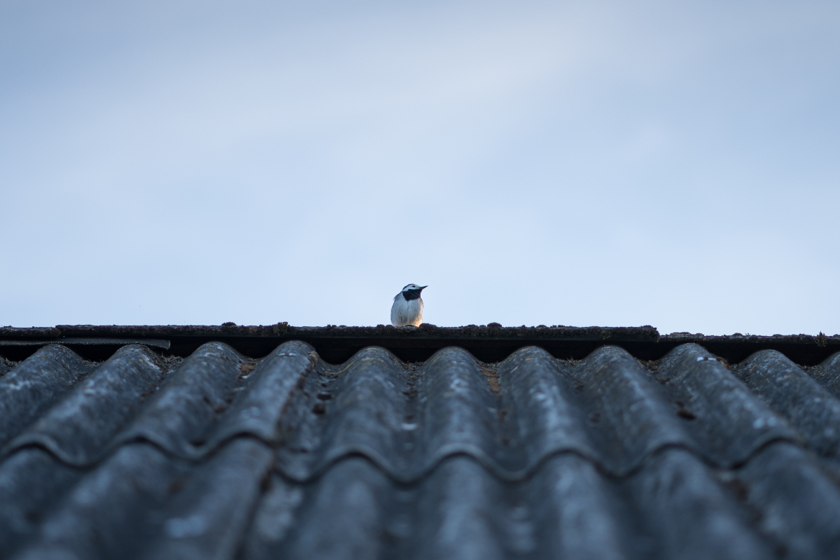 PESTS - things that affect the commercial roofing service life
