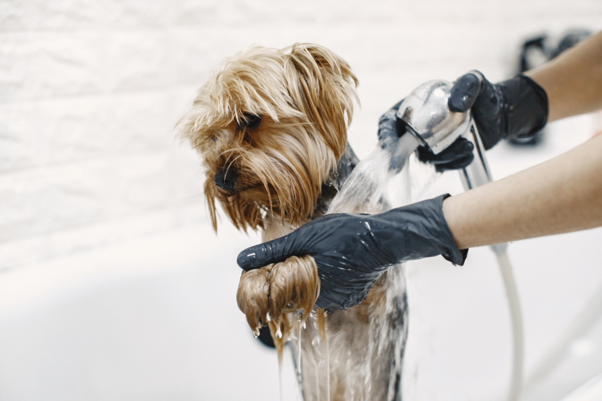 Dog Grooming Service In Blackpool, Fylde, Lancashire