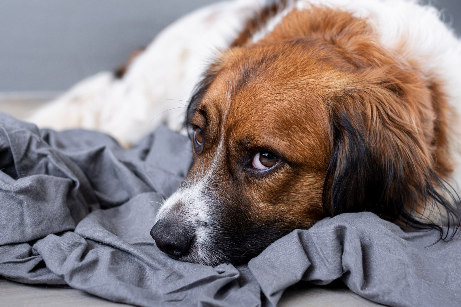 The Benefits Of Kennel Services For Shy Dogs The Benefits Of Kennel Services For Shy Dogs