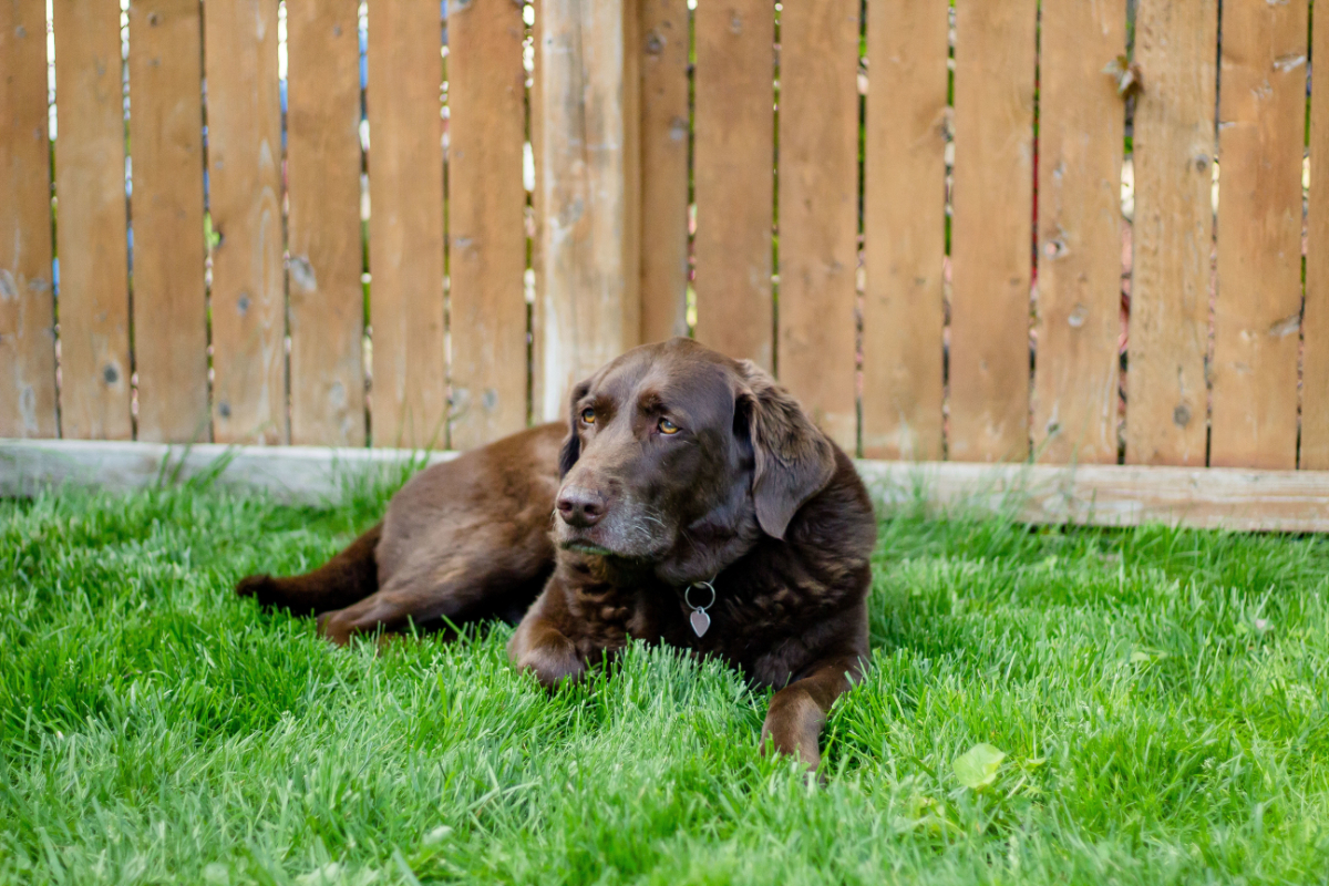 Ways That Dogs Are Kept Happy When Staying in Kennels Ways That Dogs Are Kept Happy When Staying in Kennels