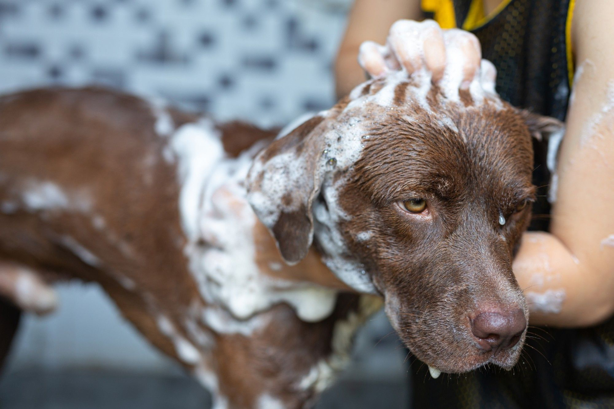 Dog Grooming Blackpool, Fylde, Lancashire