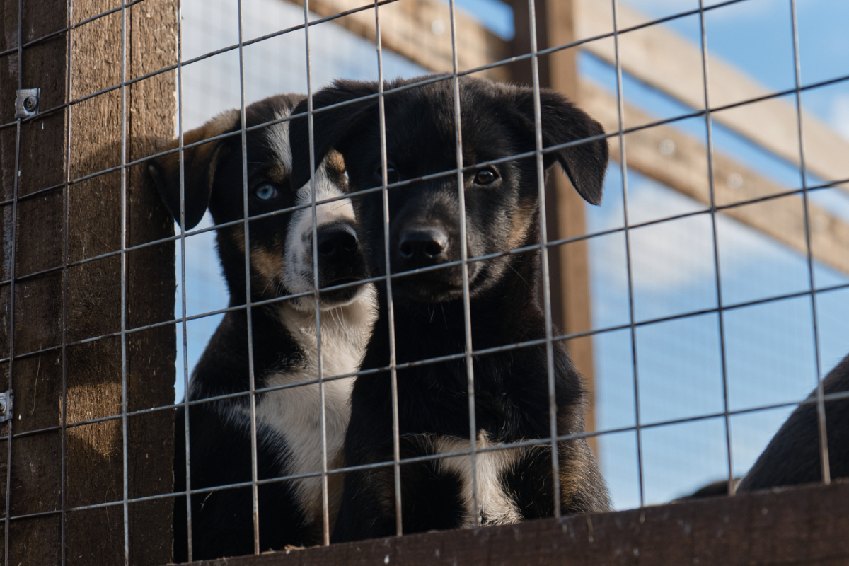 Benefits of Keeping Your Dog in a Kennel Benefits of Keeping Your Dog in a Kennel