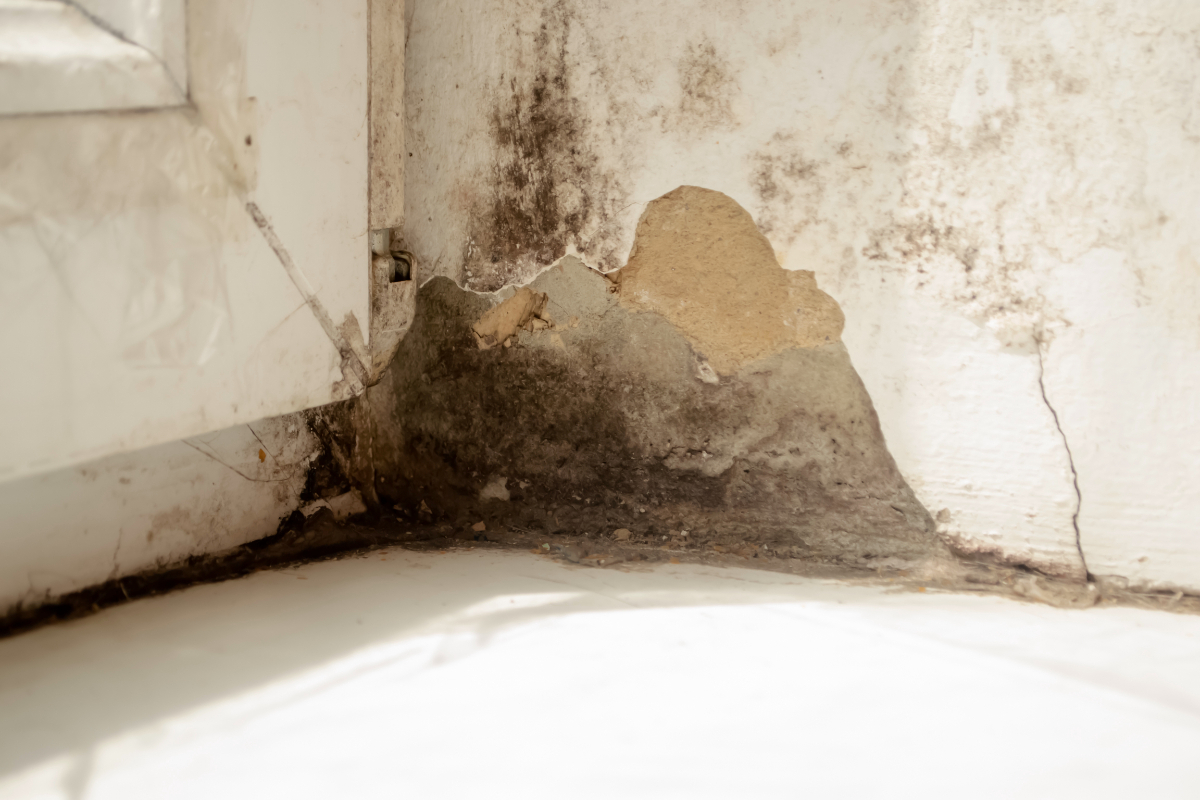 WHAT IS DRY ROT AND WET ROT