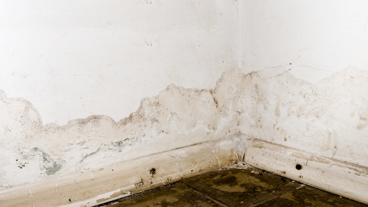 How Serious Is Rising Damp In A House