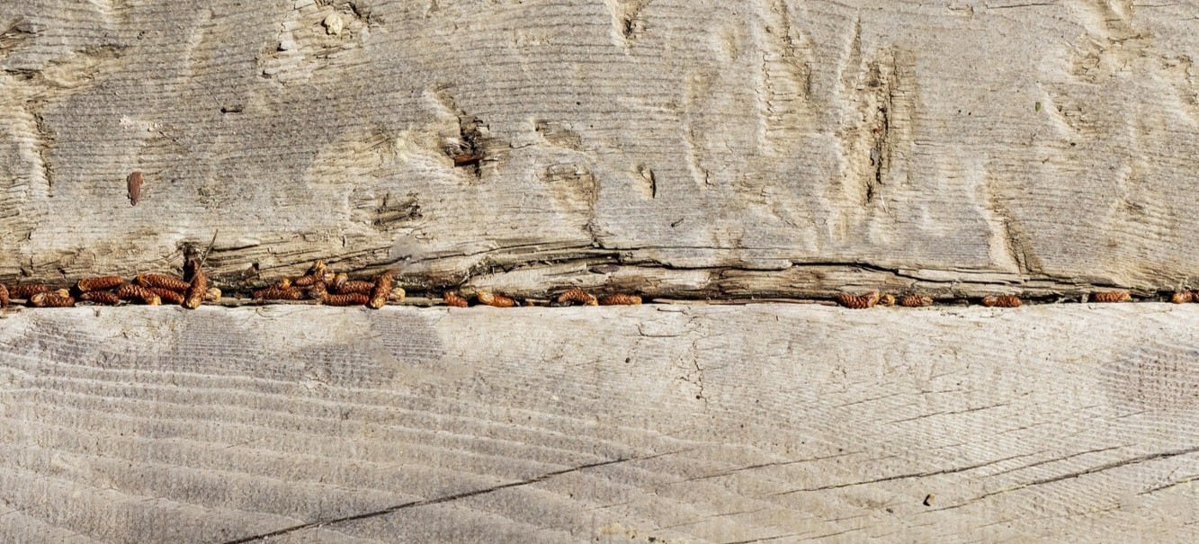 What Happens if You Leave Woodworm Untreated