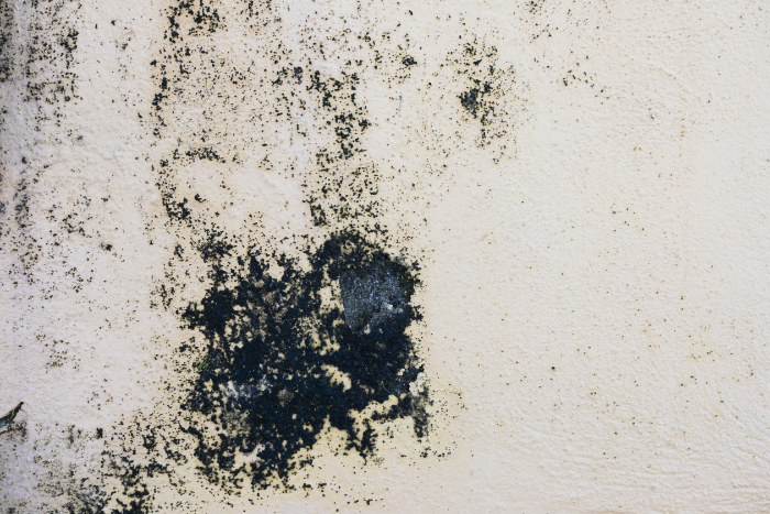 How Do I Identify Dry Rot In A House