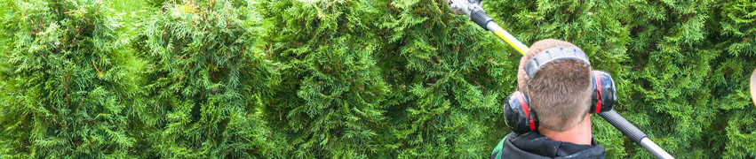 How Often Should I Get a Hedge Trimmed How Often Should I Get a Hedge Trimmed