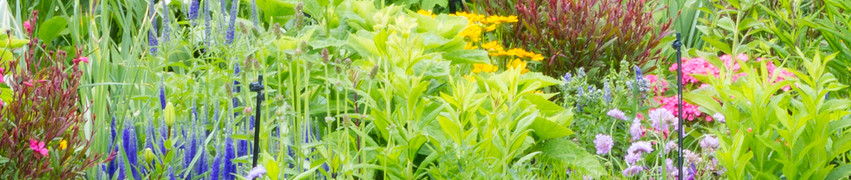 Winter Planting Winter Planting