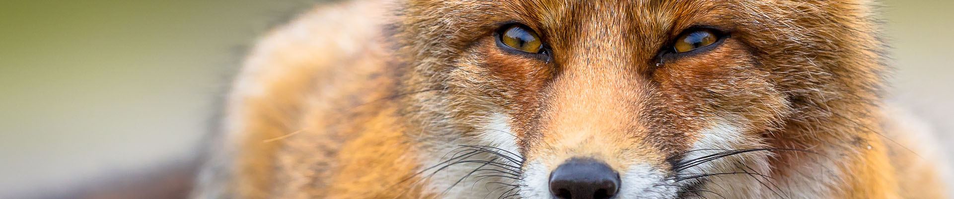 Fox Management in Hampshire