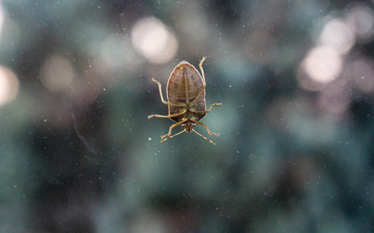 What Kills Bed Bugs Permanently Image