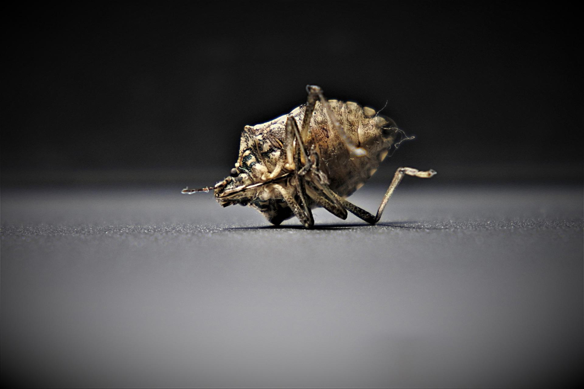 What Is The Main Cause Of Bed Bugs