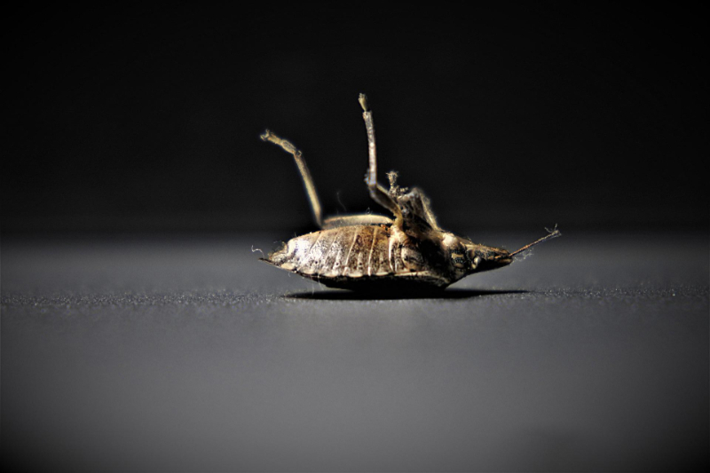  Woking Bed Bugs Control