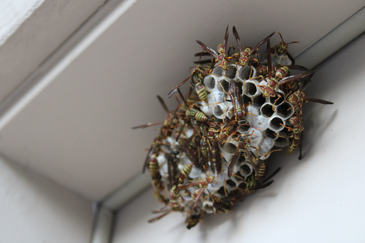 Can Wasp Nests Cause Damage