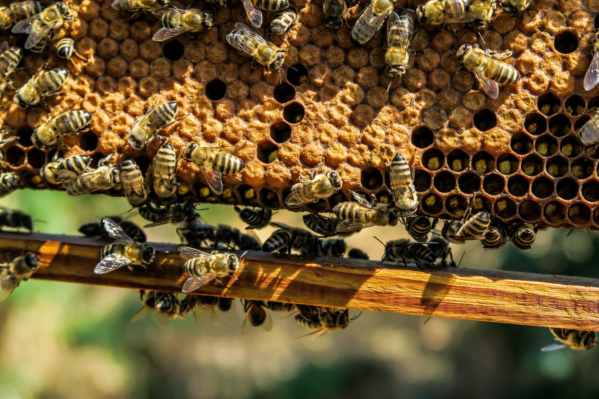 wasp pest removal Basingstoke and Hampshire