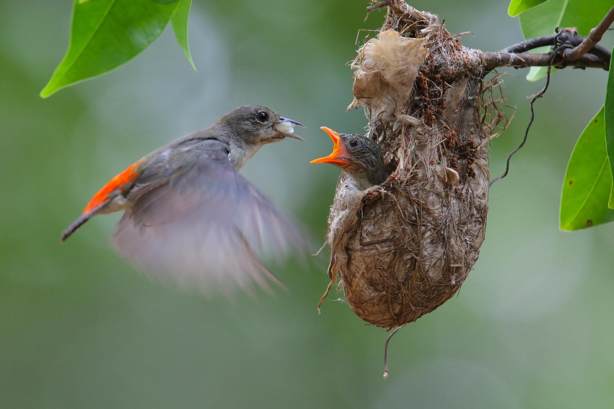 Do Birds Cause Disease