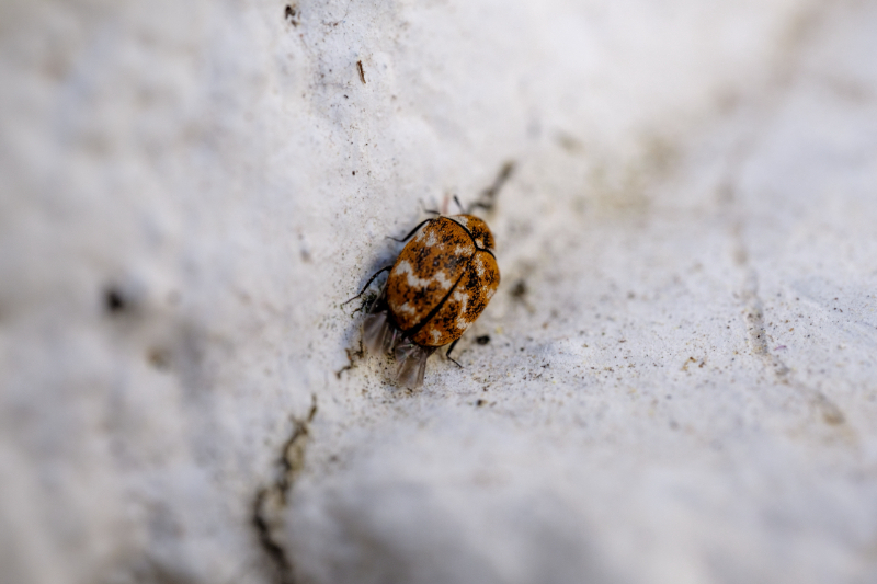 What Are Signs Of Fleas In The House