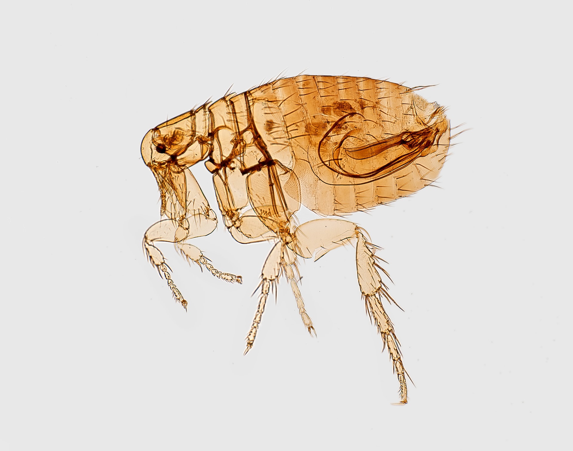 Fleas Pest Control Portsmouth, Southampton, Basingstoke And Hampshire