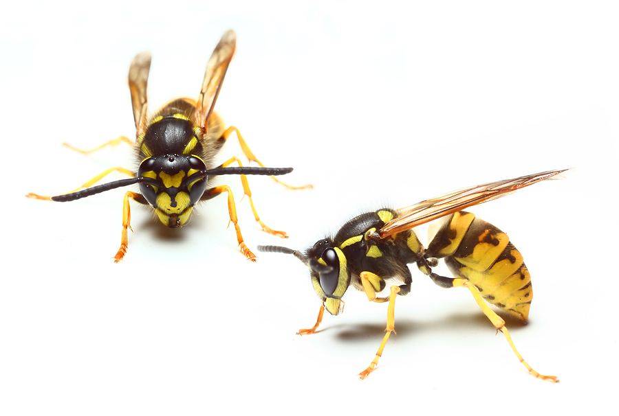 wasp pest removal Basingstoke and Hampshire