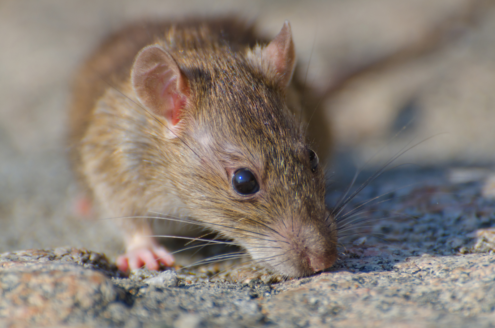 How Are Rodents Removed From A Property