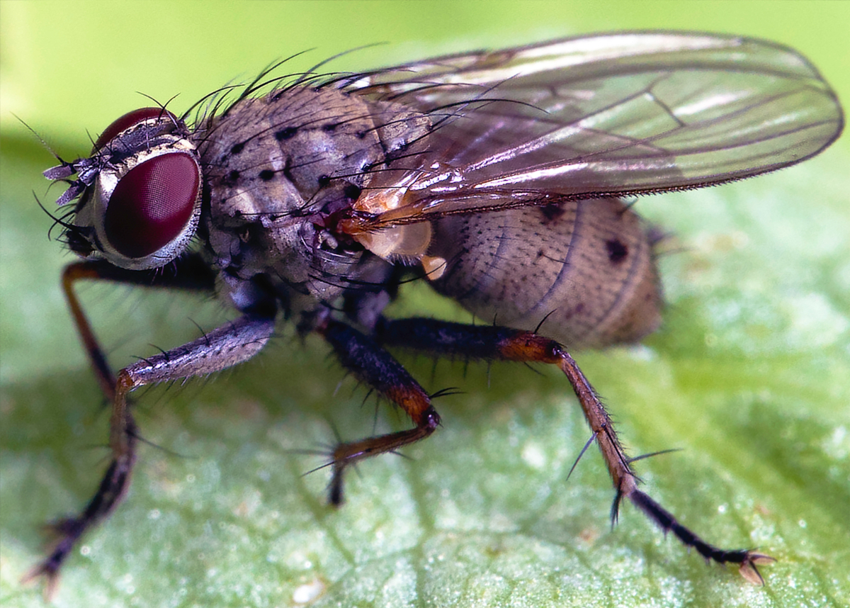 What Pests Do You Find In Your House