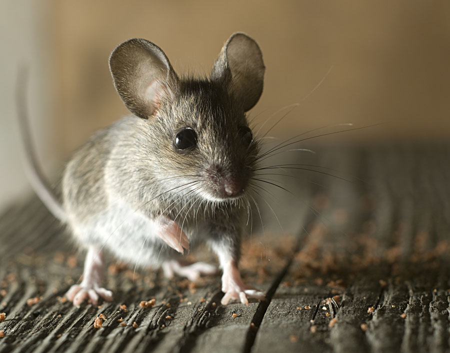 How Do I Control Rodents In My House Image