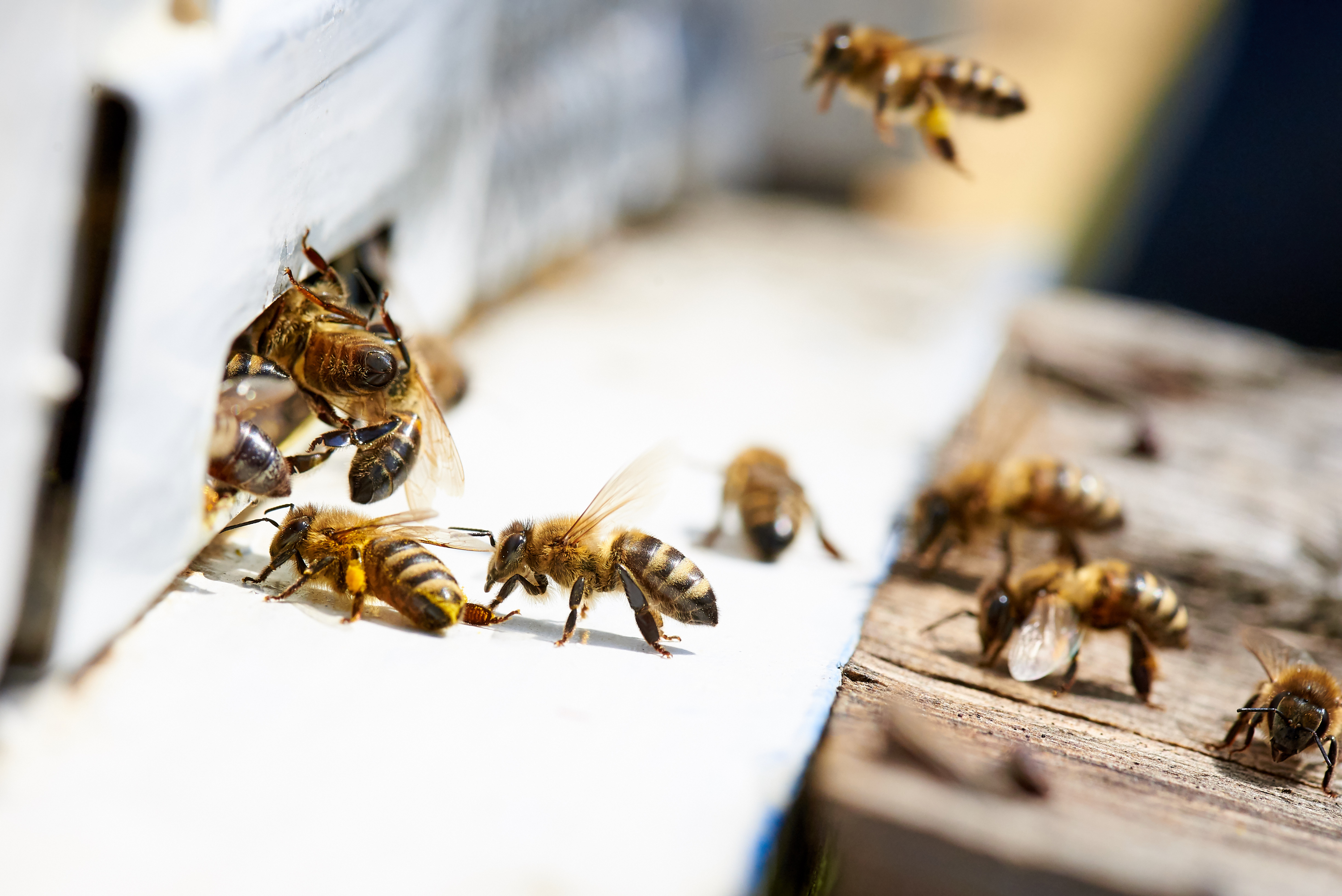 The Quick Guide To Bees As Pests
