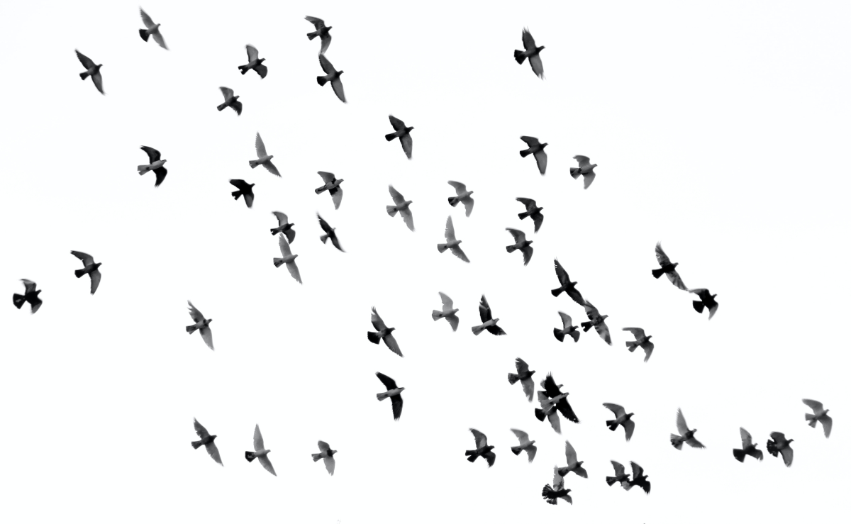 Can I Protect My Business From Birds