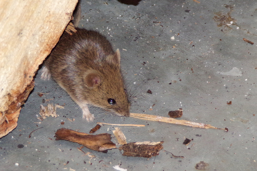 How Do I Control Rodents In My House?