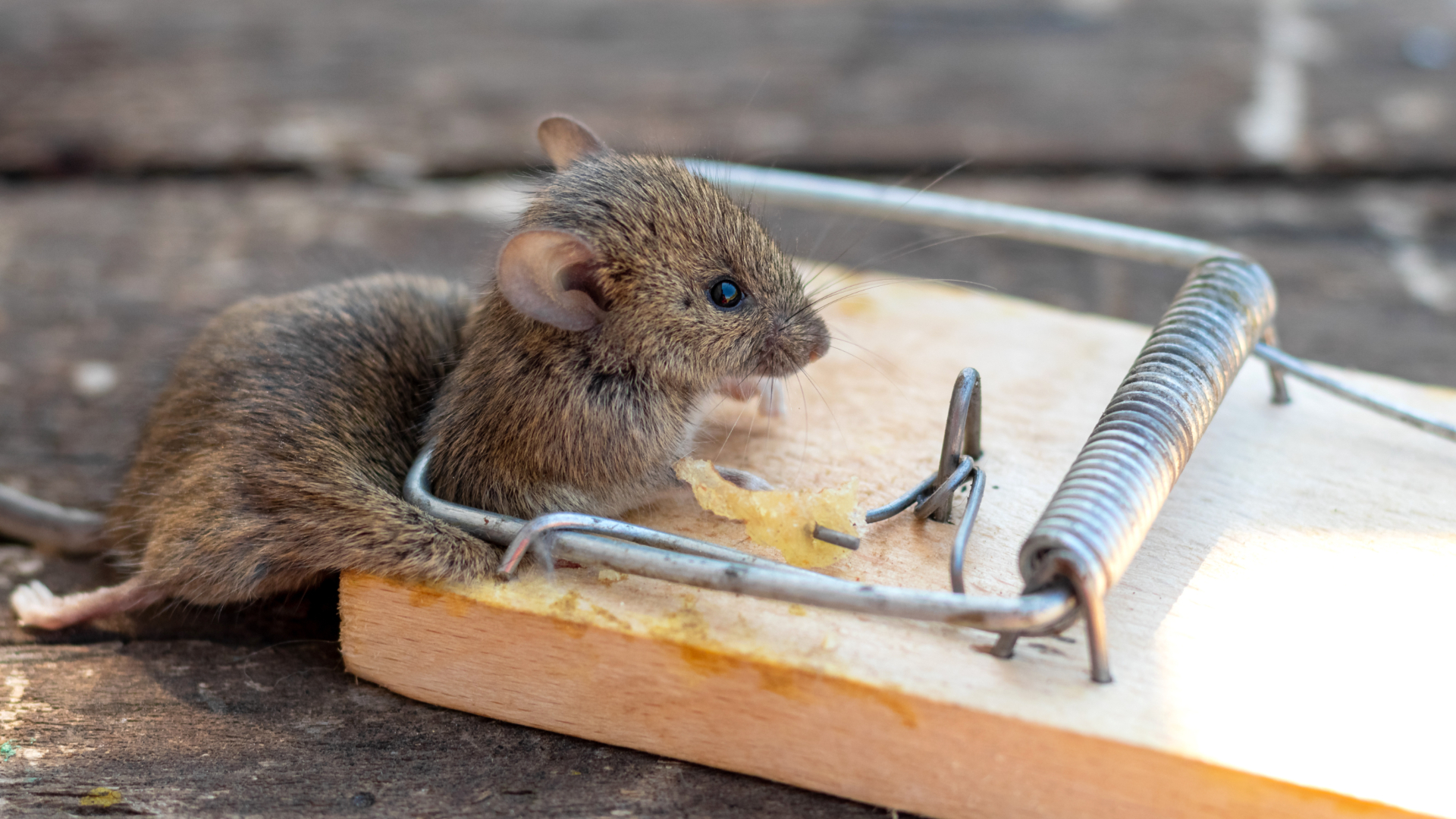 What Is The Most Effective Rodent Control?