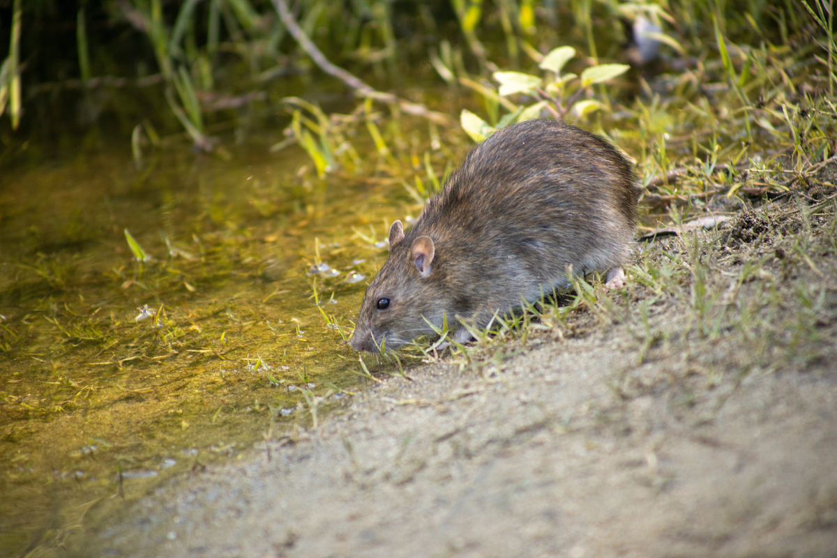 Are Rats In Your Garden A Problem