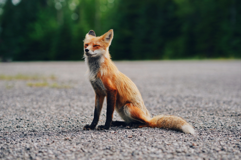  Woking Fox Control