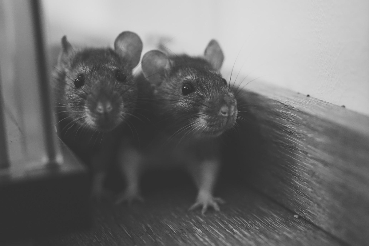 Where Do Rats Typically Nest