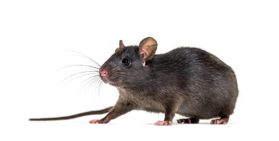 Rat control and prevention in Basingstoke
