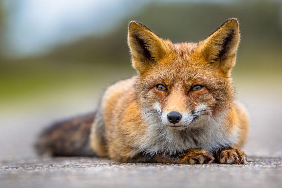 Fox Pest Control in Portsmouth, Southampton, Basingstoke