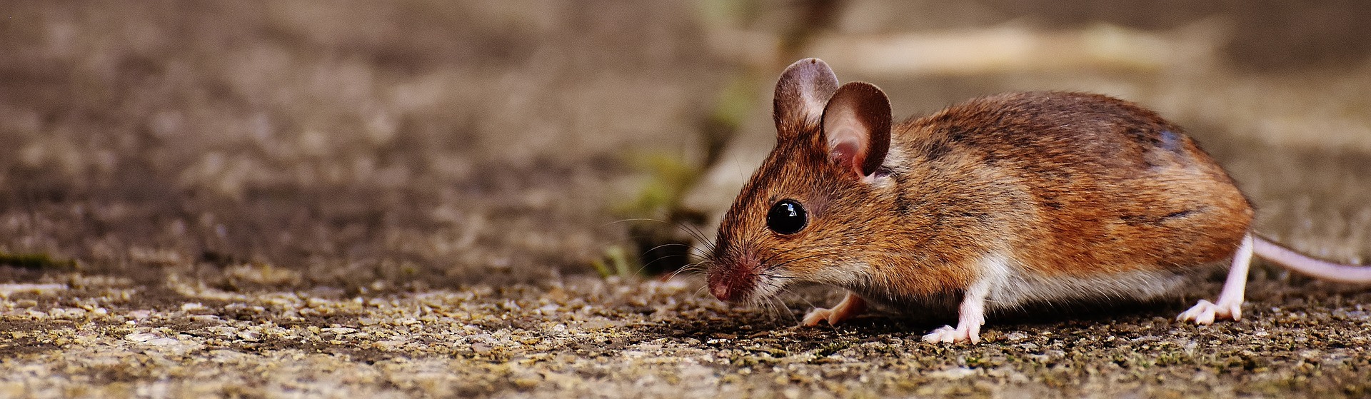 What Problems Can A Pest Infestation Cause Your Business
