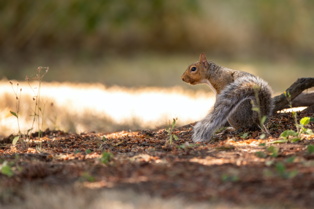 What Animals Are Vermin In The UK
