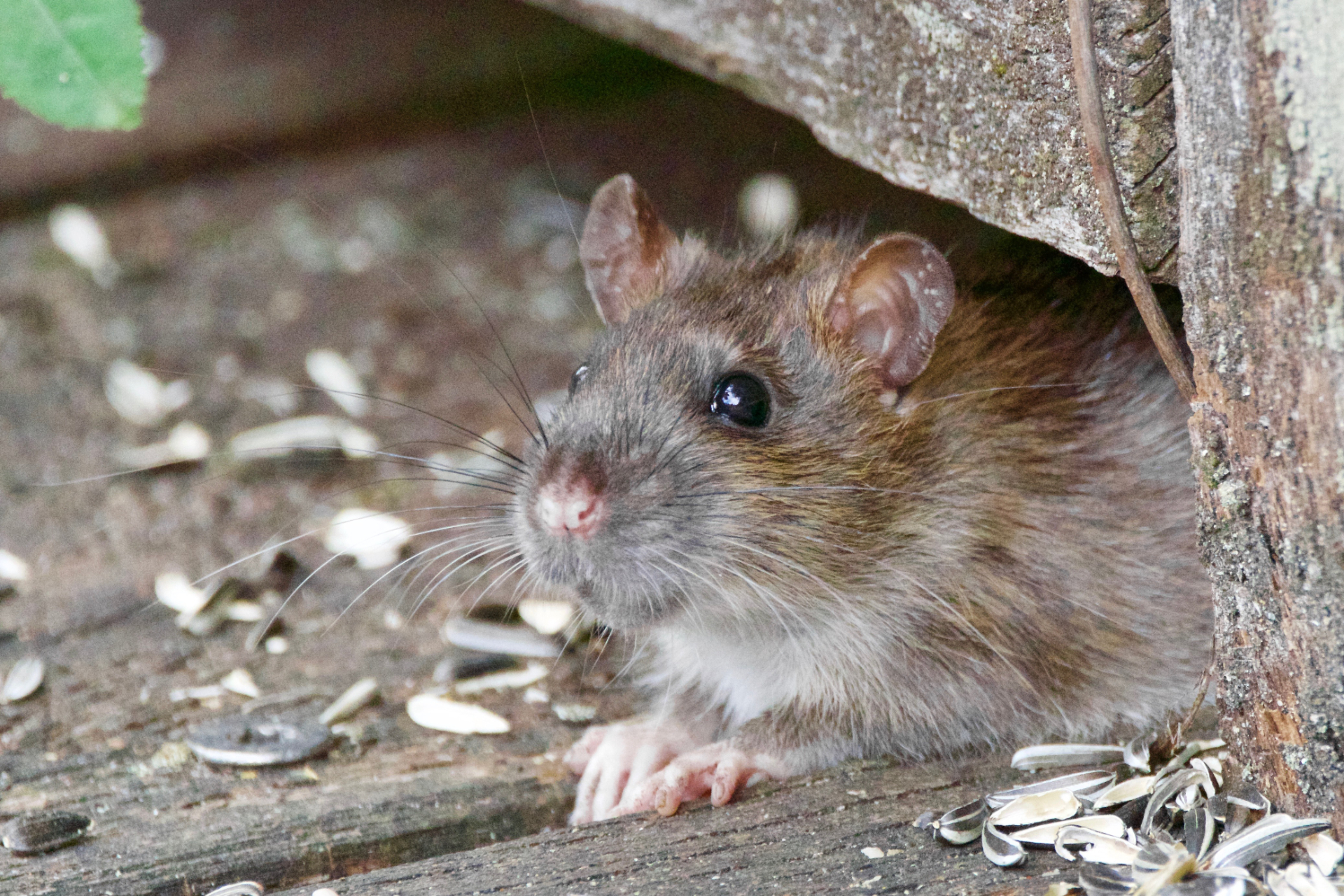 Rat Pest Control Portsmouth, Southampton, Basingstoke And Hampshire