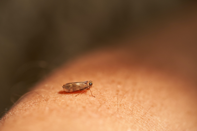 WHAT ATTRACTS BED BUGS TO YOUR HOME?