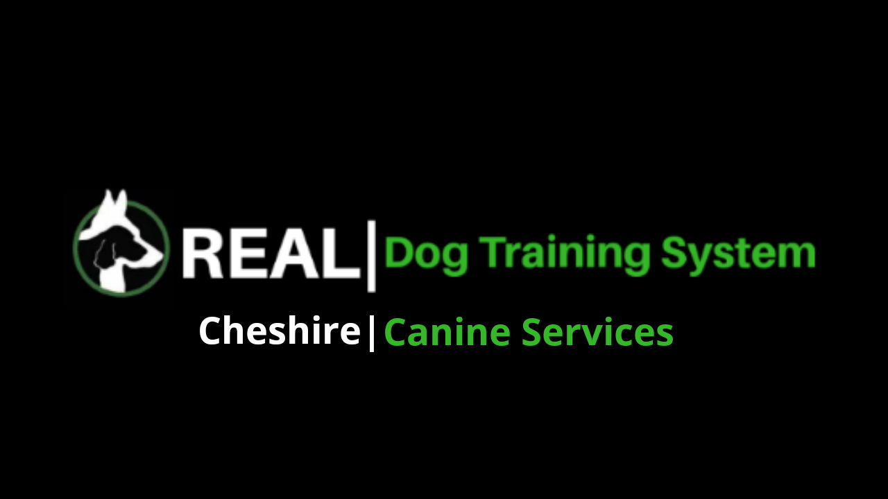 dog reactivity training near me dog reactivity training near me
