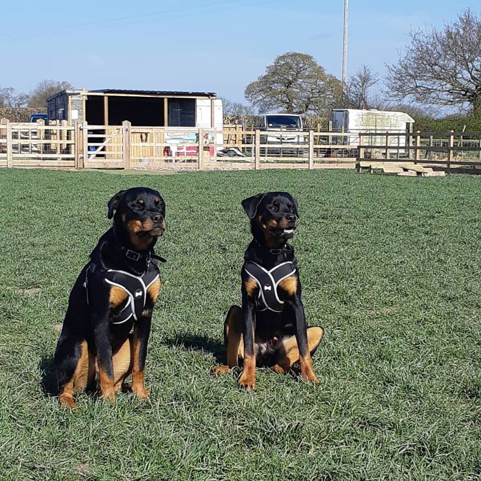 Basic dog obedience