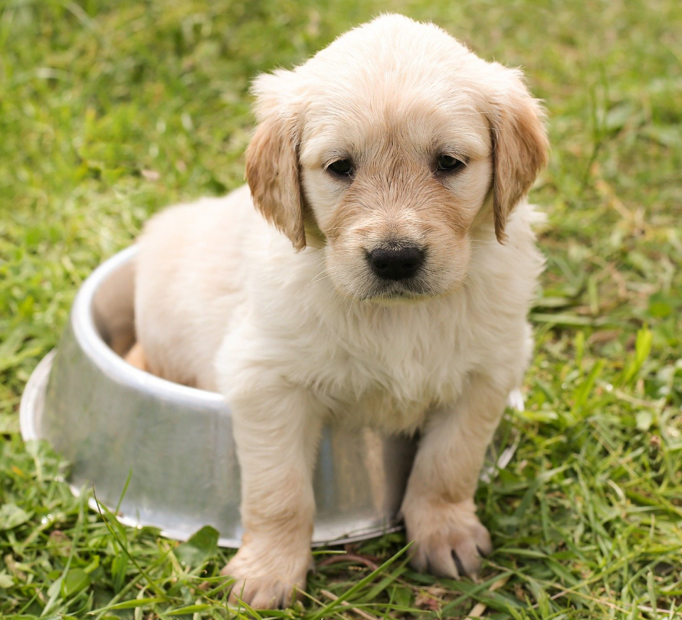 puppy training
