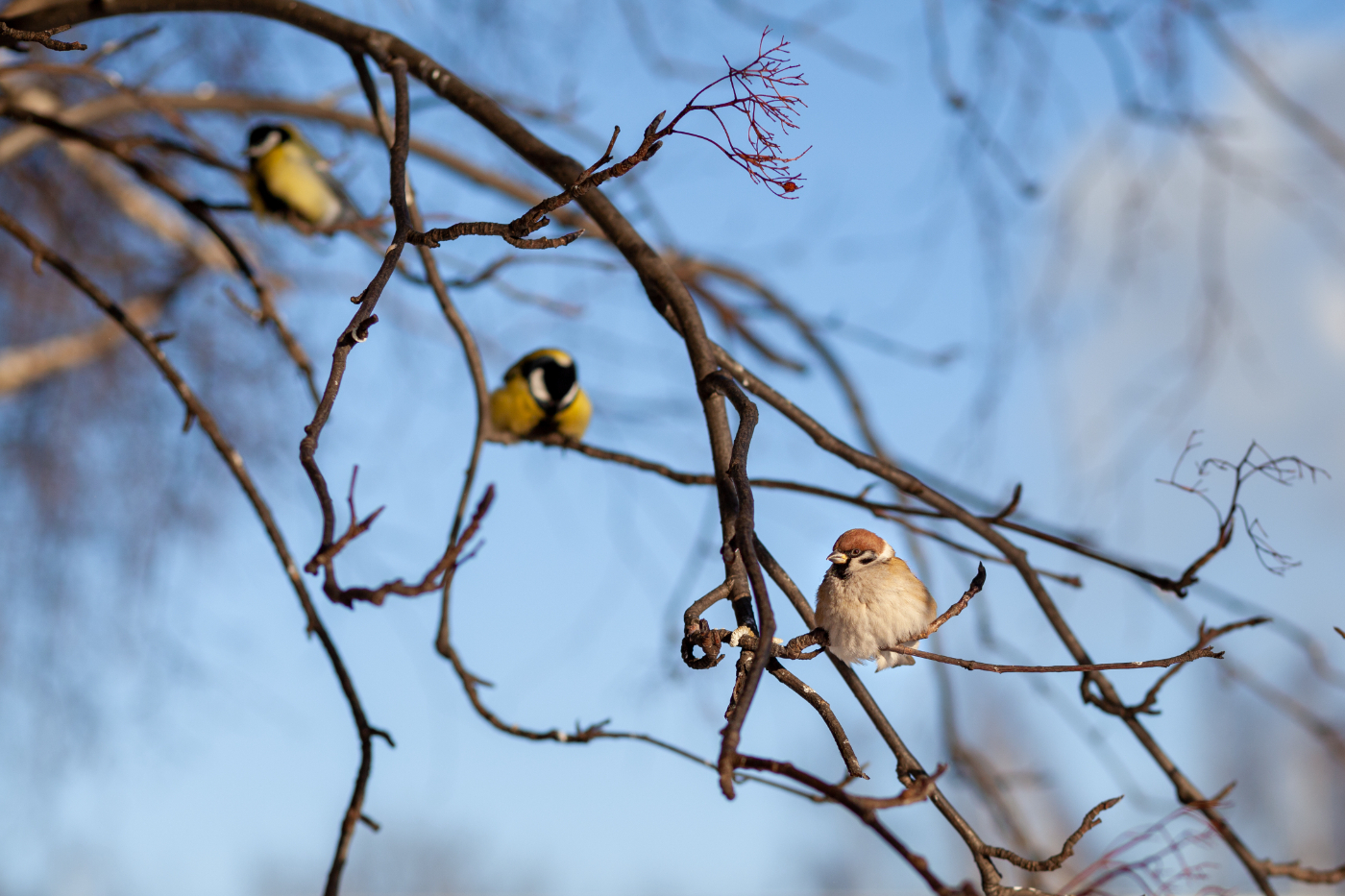 WHAT ARE THE ALTERNATIVES TO FELLING TREES? Preston and Lancashire