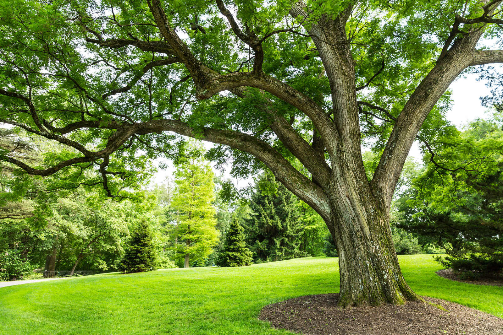How Do I Know When A Tree Needs Removal How Do I Know When A Tree Needs Removal