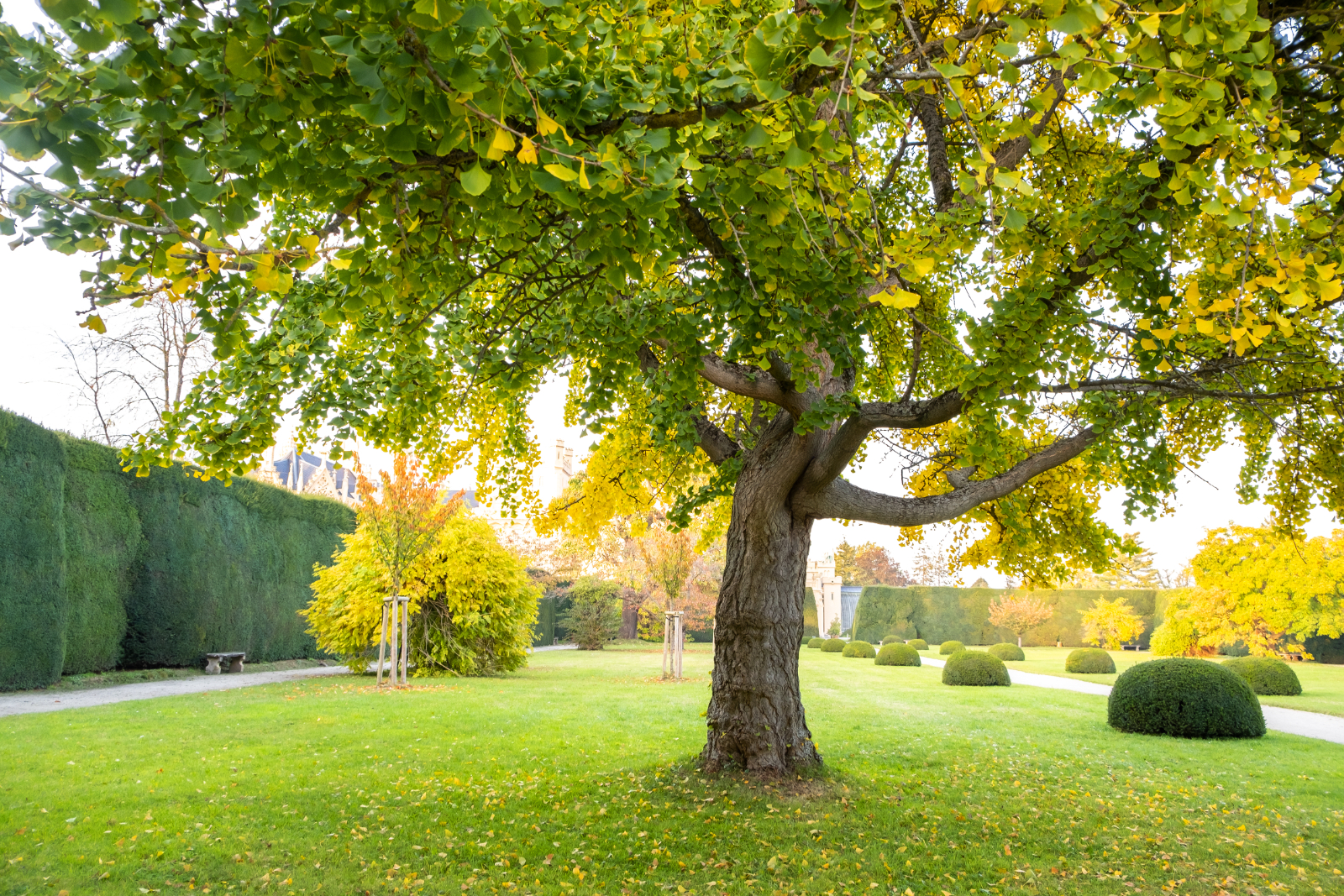 Can I Remove A Tree On My Property Can I Remove A Tree On My Property