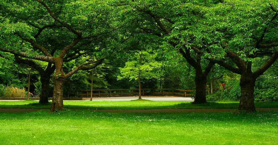Tree Care And Why It’s Important Tree Care And Why It’s Important