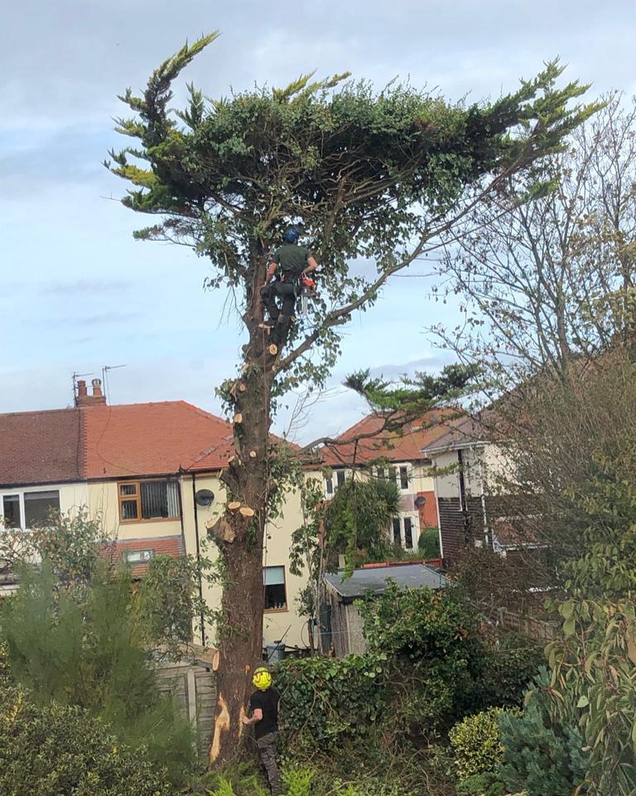 Do You Need Permission To Cut Trees Down? Tree Felling Preston and Lancashire