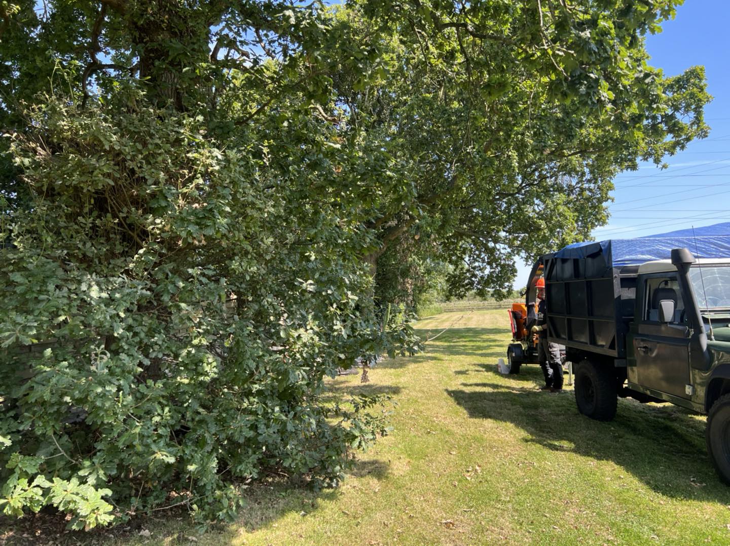 Why Does A Tree Need Pruning - Tree Surgeons In Preston, Lancashire